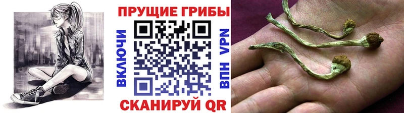 Псилоцибиновые грибы мухоморы  цена   Можга 